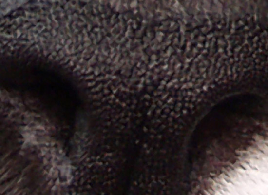 Cat's Nose - Genuine Fractals Print Pro 5