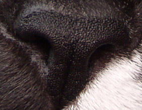 Cat's Nose - Original image