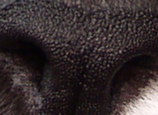 Cat's Nose - Adobe Photoshop