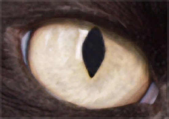 Cat's Eye - Genuine Fractals Print Pro 5 Upsampling
