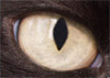 Cat's Eye - Original Size Thumbnail